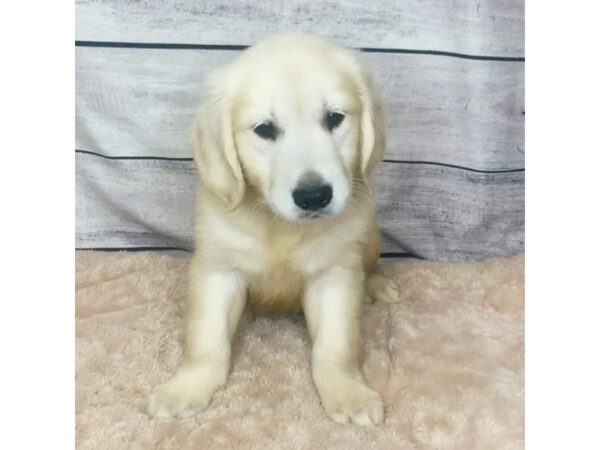 Golden Retriever DOG Male LIGHT GOLDEN 6850 Petland Ashland, Kentucky