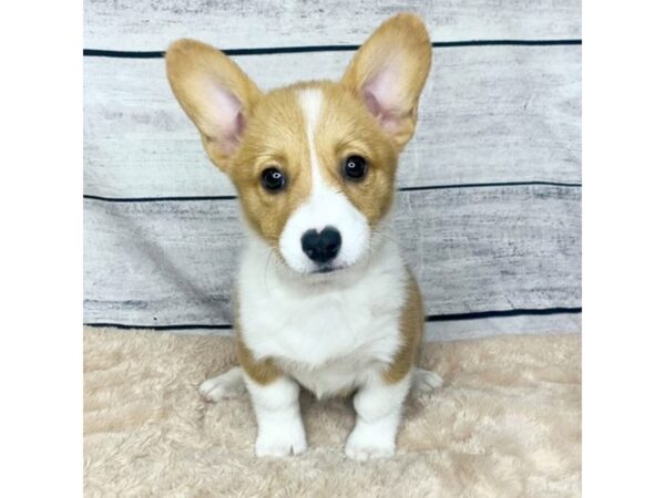 Pembroke Welsh Corgi DOG Female Sable / White 6849 Petland Ashland, Kentucky