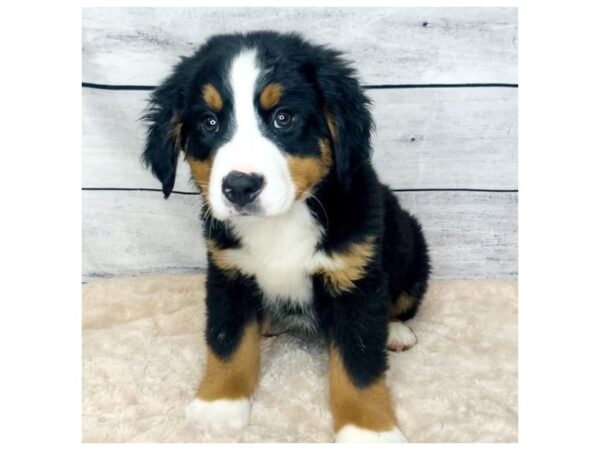 Bernese Mountain Dog-DOG-Male-Black Rust / White-6847-Petland Ashland, Kentucky