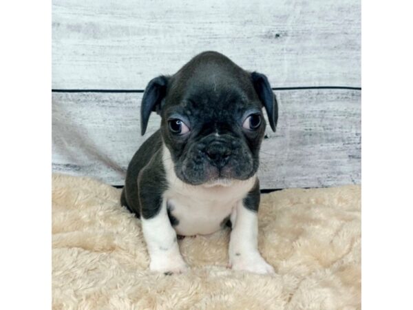 Frenchton DOG Male Blue 6846 Petland Ashland, Kentucky