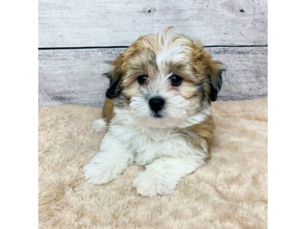 Teddy Bear DOG Male Gold / White 6845 Petland Ashland, Kentucky