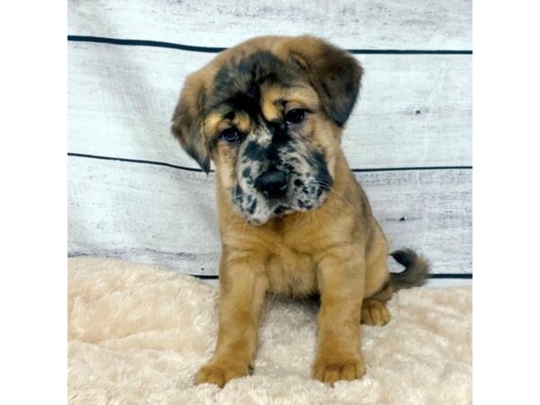 Chinese Shar-Pei-DOG-Female-Fawn Merle-6844-Petland Ashland, Kentucky