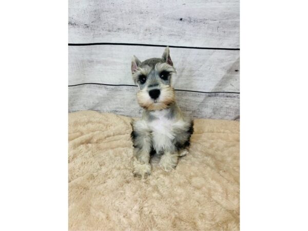 Miniature Schnauzer DOG Male Salt pepper 6857 Petland Ashland, Kentucky