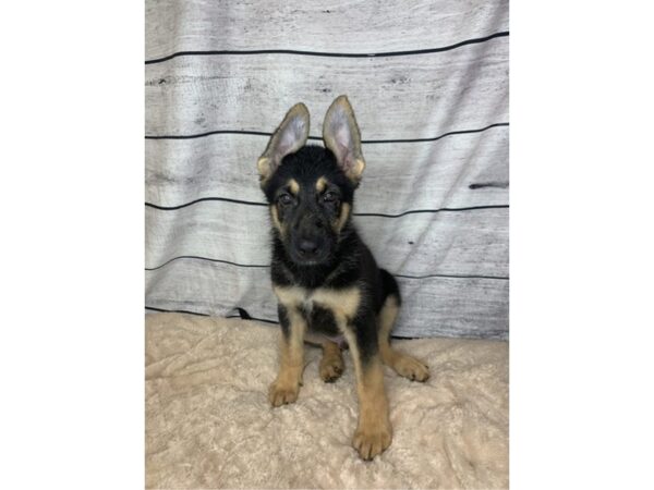 German Shepherd-DOG-Male-Black & Tan-6856-Petland Ashland, Kentucky