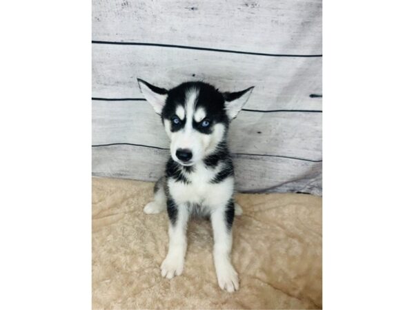 Siberian Husky DOG Female Black & White 6855 Petland Ashland, Kentucky