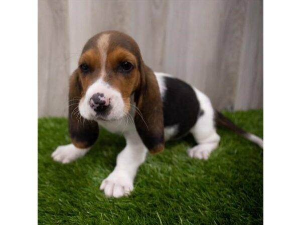 Basset Hound DOG Female Black White / Tan 6858 Petland Ashland, Kentucky