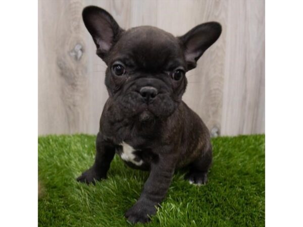 French Bulldog DOG Male Brindle 6860 Petland Ashland, Kentucky