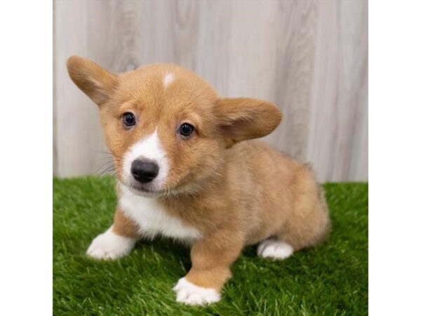 Pembroke Welsh Corgi DOG Male Red 6861 Petland Ashland, Kentucky