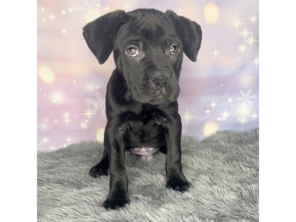 Cane Corso-DOG-Female-Black-6943-Petland Ashland, Kentucky