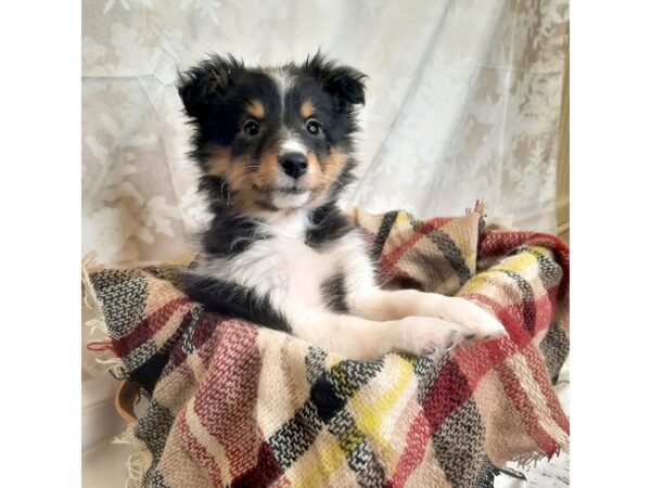 Shetland Sheepdog DOG Female Black White / Tan 6863 Petland Ashland, Kentucky