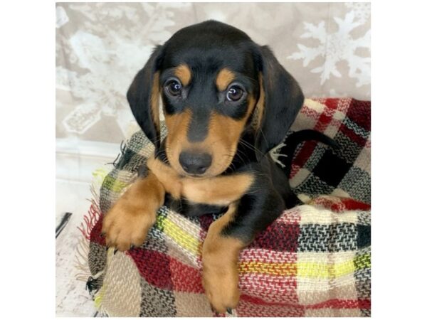 Dachshund DOG Male Black / Tan 6866 Petland Ashland, Kentucky