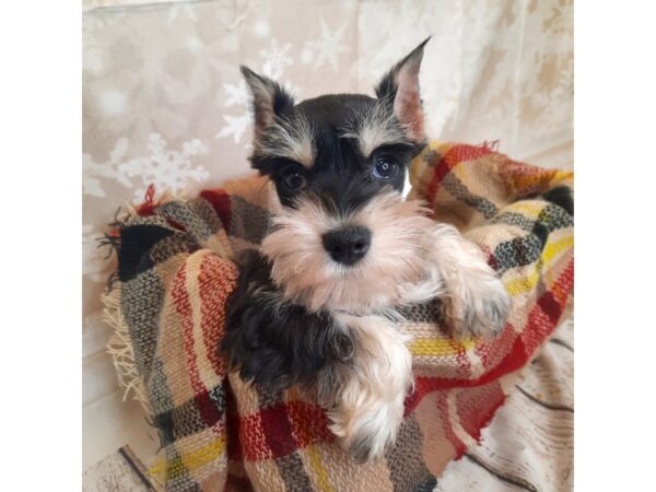 Miniature Schnauzer DOG Female Black / Silver 6867 Petland Ashland, Kentucky