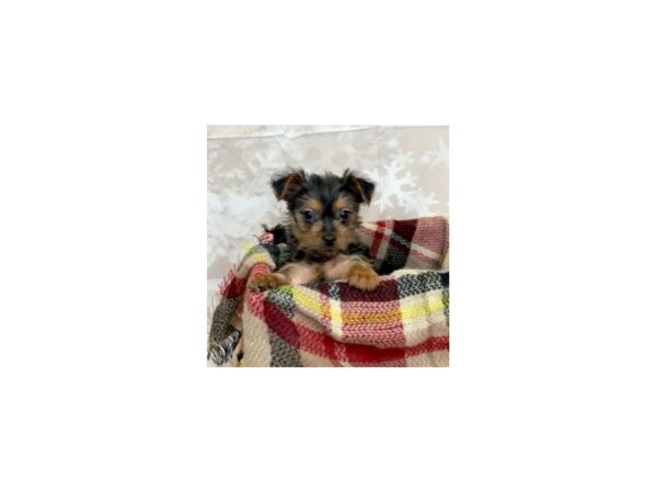 Yorkshire Terrier DOG Male Black / Tan 6868 Petland Ashland, Kentucky