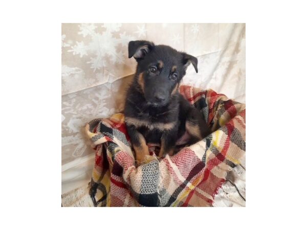 German Shepherd DOG Male Black & Tan 6869 Petland Ashland, Kentucky