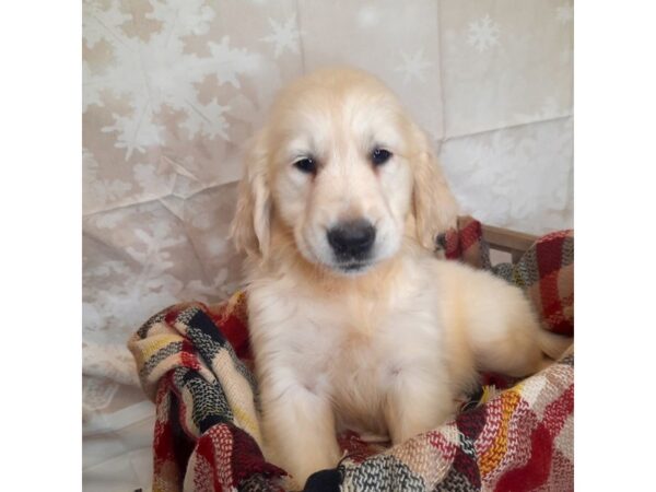 Golden Retriever DOG Male Lite Golden 6870 Petland Ashland, Kentucky