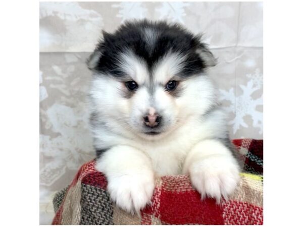 Pomsky DOG Male BLK WH 6871 Petland Ashland, Kentucky