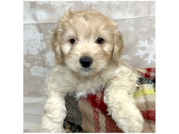 Cockadoodle DOG Male APRICOT 6873 Petland Ashland, Kentucky