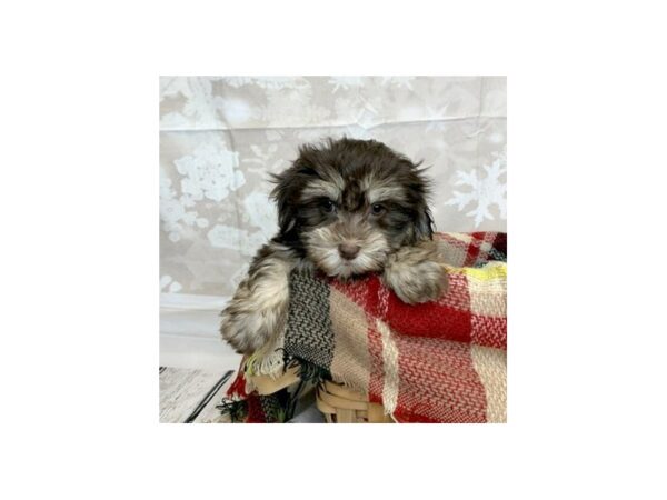 Havanese DOG Female CHOC WH 6874 Petland Ashland, Kentucky