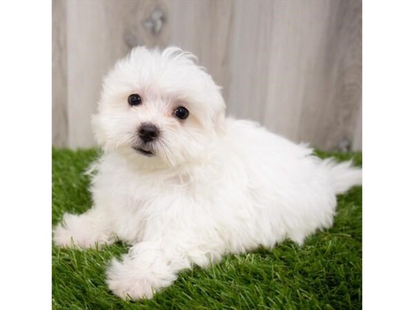 Maltese DOG Male White 6883 Petland Ashland, Kentucky