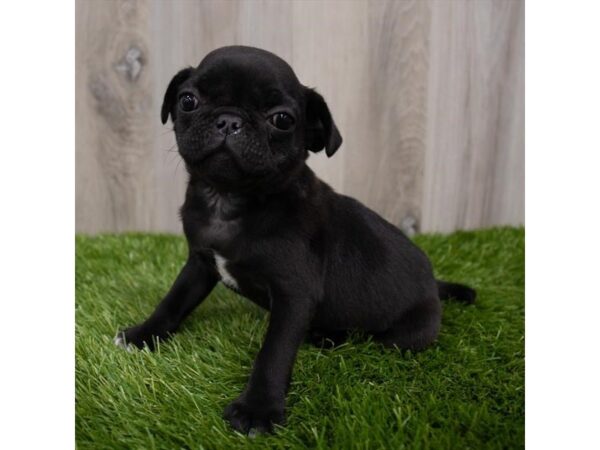 Pug DOG Male Black 6888 Petland Ashland, Kentucky