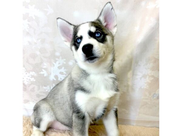 Siberian Husky DOG Female Gray / White 6875 Petland Ashland, Kentucky