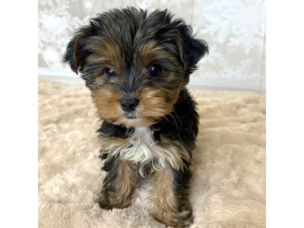 Yorkshire Terrier DOG Female Black / Tan 6876 Petland Ashland, Kentucky