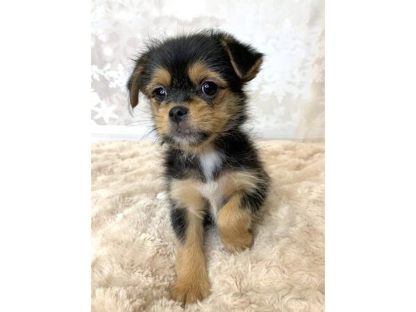 Shorkie DOG Female Black / Tan 6878 Petland Ashland, Kentucky