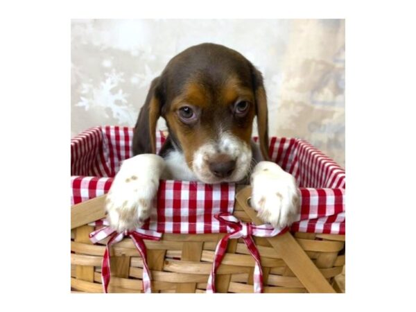 Beagle DOG Female Chocolate White Tan 6879 Petland Ashland, Kentucky