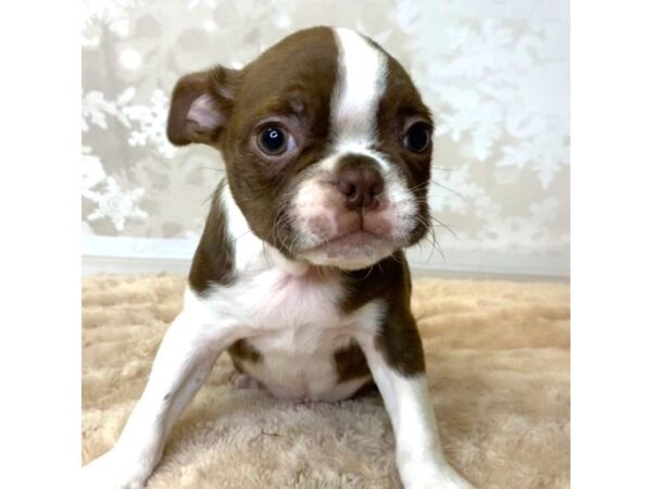 Boston Terrier DOG Male Seal / White 6880 Petland Ashland, Kentucky