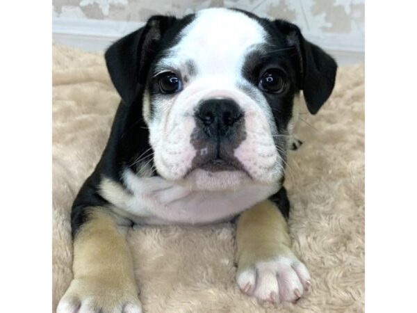 Bulldog DOG Male Black Tan / White 6882 Petland Ashland, Kentucky