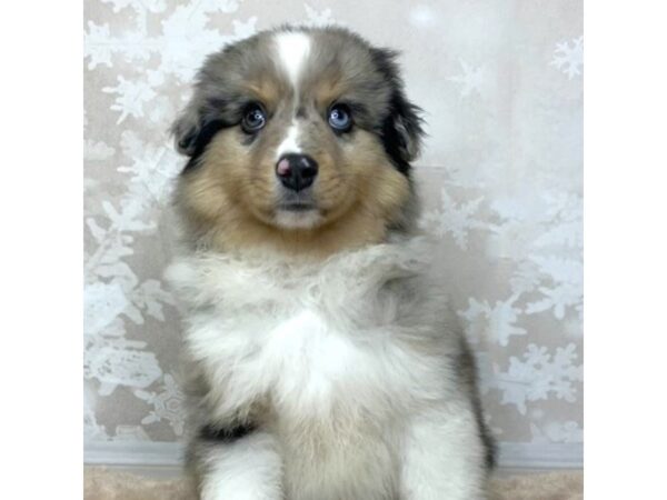 Miniature Australian Shepherd DOG Male Black Merle 6884 Petland Ashland, Kentucky