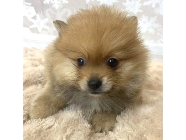 Pomeranian DOG Male Red Sable 6886 Petland Ashland, Kentucky