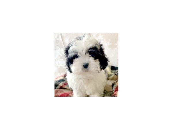 Teddy Bear DOG Female Black / White 6893 Petland Ashland, Kentucky