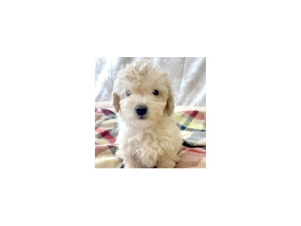 Poodle-DOG-Male-Apricot-6902-Petland Ashland, Kentucky