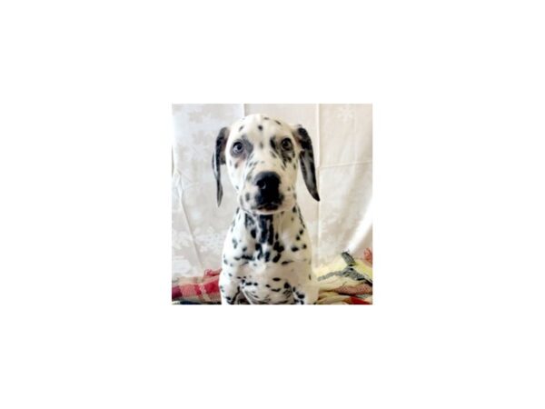 Dalmatian-DOG-Male-Black / White-6901-Petland Ashland, Kentucky