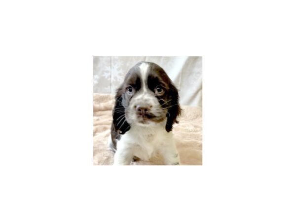 Cocker Spaniel DOG Female Chocolate / White 6900 Petland Ashland, Kentucky