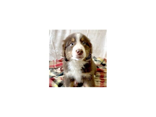 Australian Shepherd-DOG-Male-Red Tan / White-6899-Petland Ashland, Kentucky