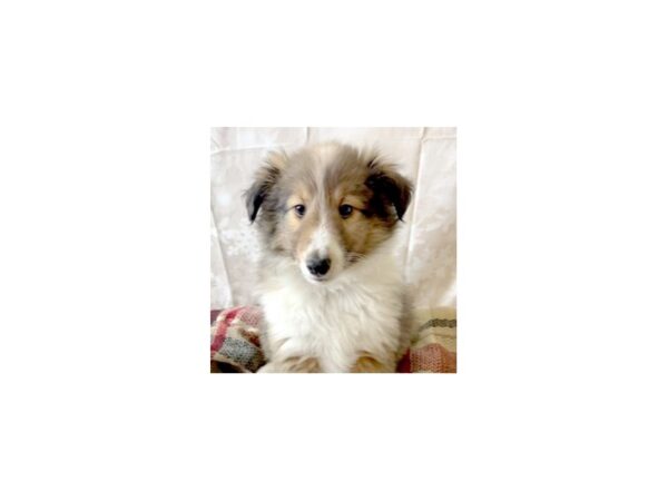 Shetland Sheepdog DOG Male Sable / White 6897 Petland Ashland, Kentucky