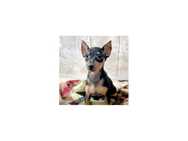 Miniature Pinscher-DOG-Male-Black / Tan-6896-Petland Ashland, Kentucky