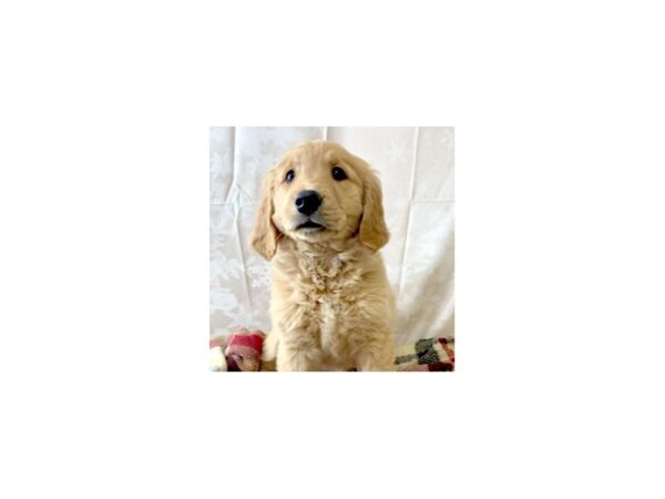 Golden Retriever DOG Female Golden 6895 Petland Ashland, Kentucky