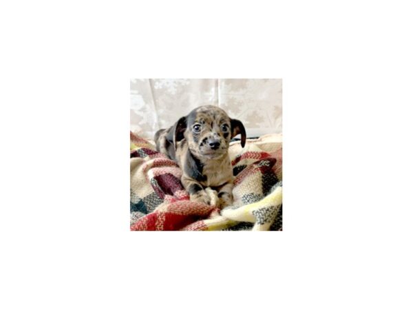 Chiweenie-DOG-Male-Blue Merle-6894-Petland Ashland, Kentucky