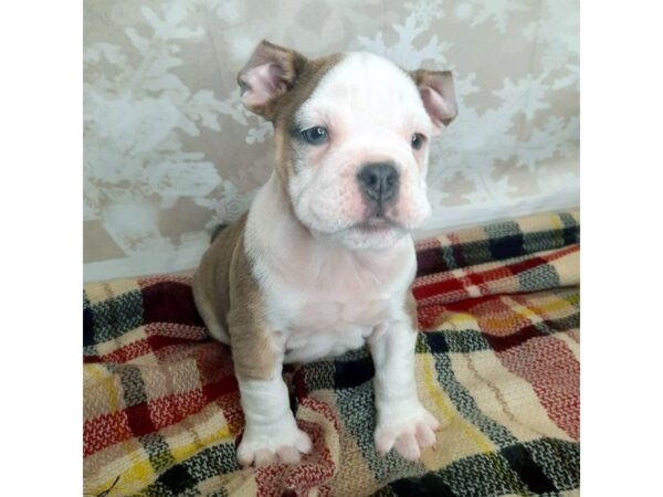 Olde Bulldog DOG Female 6898 Petland Ashland, Kentucky