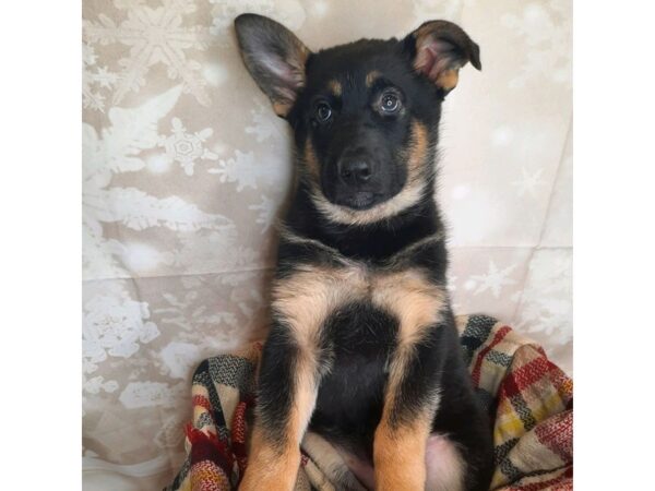 German Shepherd DOG Female Black & Tan 6904 Petland Ashland, Kentucky