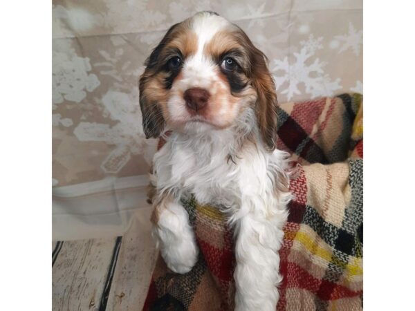 Cocker Spaniel DOG Female CHOC WH 6907 Petland Ashland, Kentucky