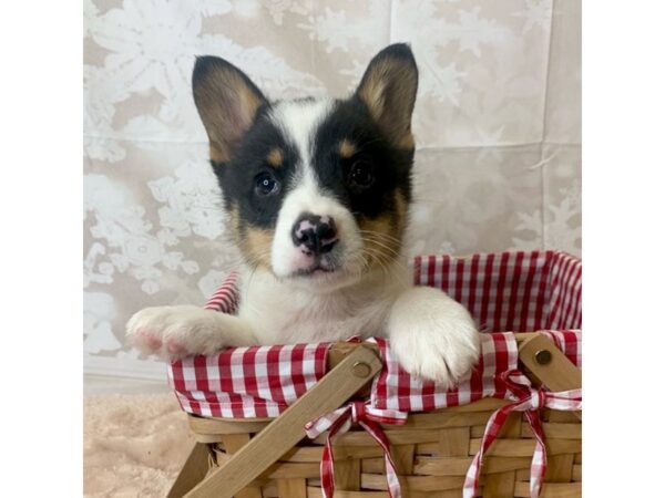 Pembroke Welsh Corgi DOG Male Blk tri 6909 Petland Ashland, Kentucky