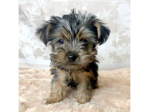 Yorkshire Terrier DOG Female BLK TAN 6911 Petland Ashland, Kentucky