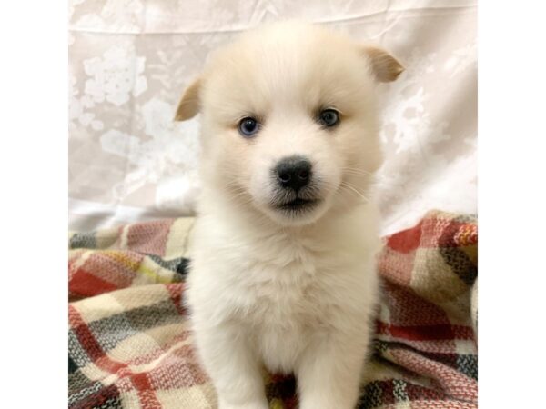 Pomski-DOG-Male-cream wh-6924-Petland Ashland, Kentucky