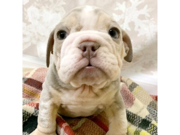 Bulldog-DOG-Male-Lilac Merle-6922-Petland Ashland, Kentucky