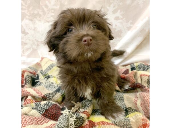 Havanese DOG Female Chocolate 6923 Petland Ashland, Kentucky