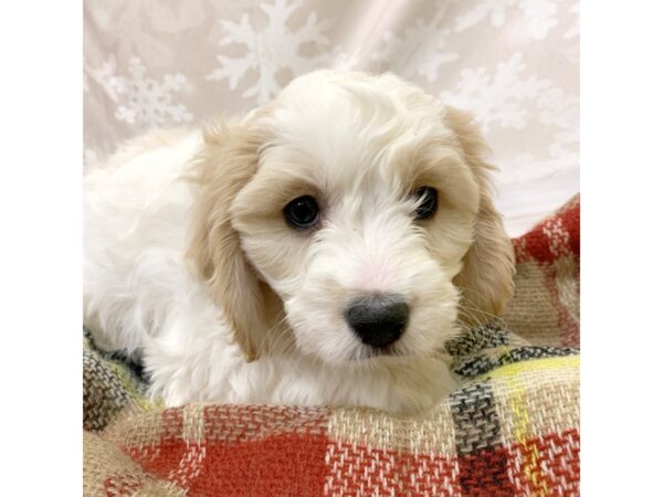 Cavachon DOG Male Apricot 6920 Petland Ashland, Kentucky